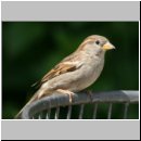 Passer domesticus - Haussperling w01.jpg